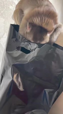 Monkeys eat snacks#monkey #funny 