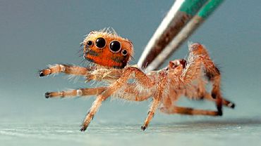 ЧТО-ТО ПРОИЗОШЛО С ПАУКОМ РОДРИГО