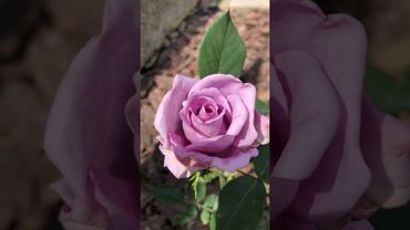 Rose ‘Indigoletta’ climbing #flowers #garden #gardening #nature #rose #plants