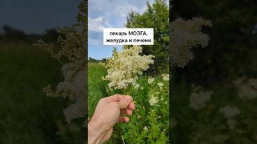 королева трав #травы #травыдляздоровья #здоровье #здоровьебезлекарств