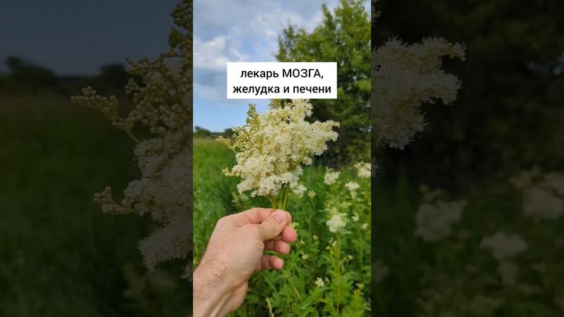 королева трав #травы #травыдляздоровья #здоровье #здоровьебезлекарств