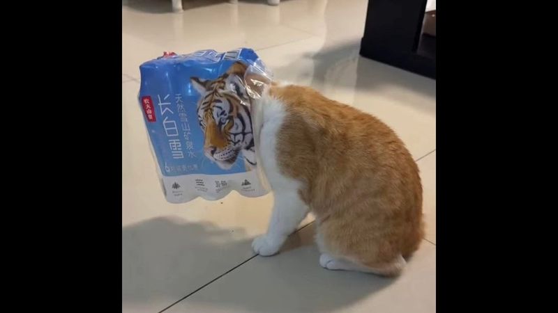 😺 Vidéos amusantes de chats et de chatons ! 🐈 Une compilation de nouvelles blagues ! 😸