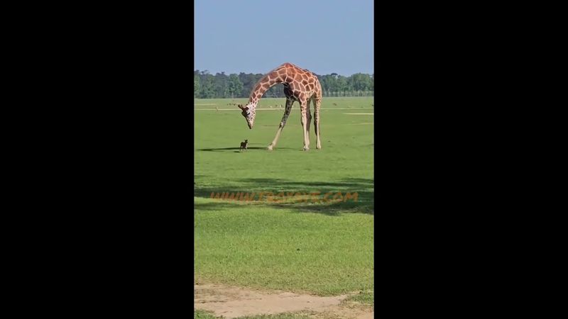 BEST BUDDIES HERE! #viralvideo #giraffe #animals