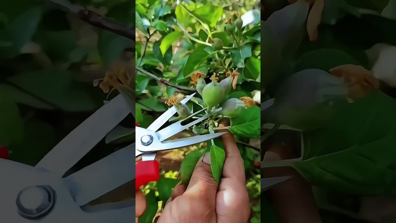 قیچی هرس پیشرفته برای کشت گیاهان