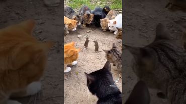 Коты смотрят на мышей 🤣 #рекомендації #funny #смешнойшортс #shortvideo #cat #юмор