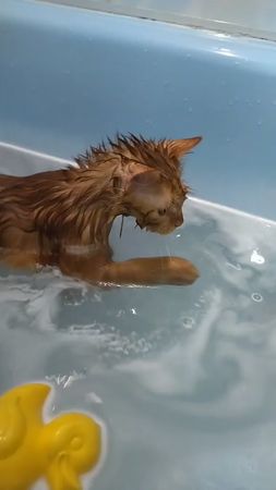 Как же он чувствует😳#Симба #найденыш #безкотаижизньнета