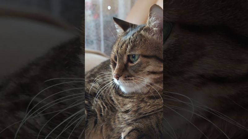 На работе 🙀🤔😉🤣 #cat #кот #юмор #котушка #приколы #цитаты