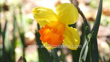 Daffodils in many colour combinations come alive with spring time in the Himalaya