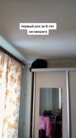 #кот#любимка