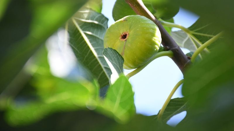 Plodovi zemlje, 31. kolovoza 2025.