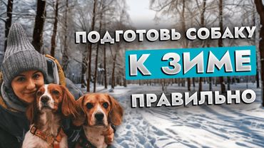 ❄️ 😱 ЗИМА, ХОЛОДА...: Полный сборник советов по уходу за собакой зимой 🐕!