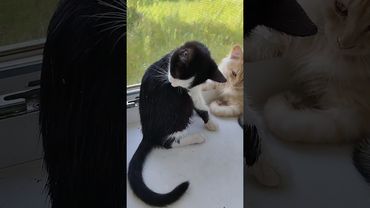 Тишка искупался!))