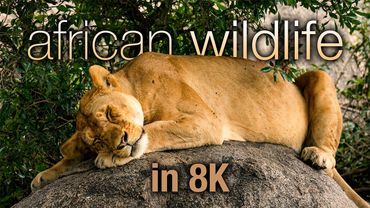 1HR African Wildlife in 8K – Serengeti & Beyond with Handpan Music