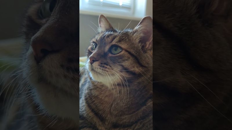 Если назвали овощем 🙀🤔😉🤣 #cat #кот #юмор #котушка #приколы #позитив #популярное #цитаты