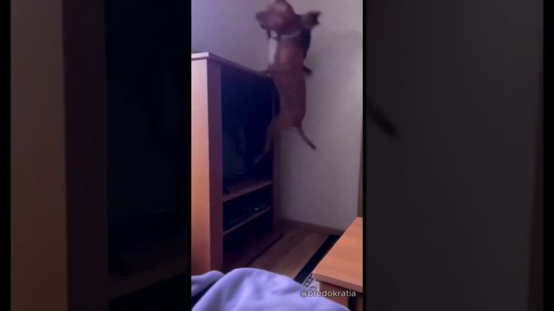 Я плакал от смеха телеграмм: hahamemes26   #youtubeshorts #смешноевидео#прикол#юмор#тренды#fail