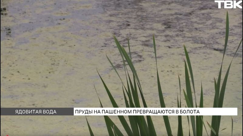 Почему красноярские водоемы превращаются в болота?