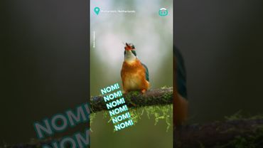 Kingfisher's Amazing Dive || ViralHog