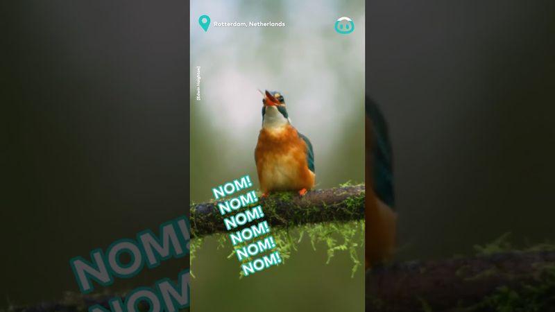 Kingfisher's Amazing Dive || ViralHog