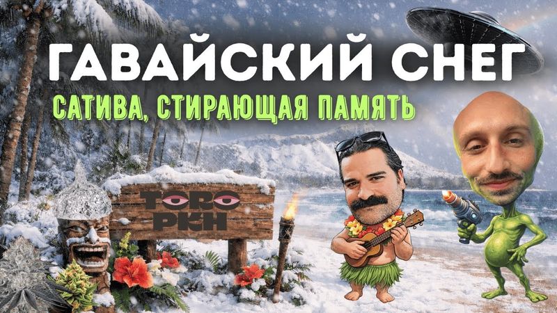 100 СОРТОВ. ГАВАЙСКИЙ СНЕГ: сативный эффект, стирающий память. Замеряем ТГК. ОБЗОР ДЕВАЙСА + РУМ ТУР