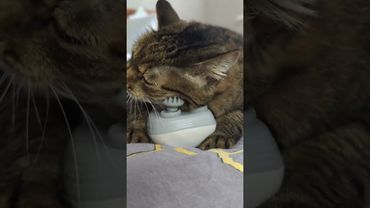 Right Here Waiting 😻😺🤩❤ #cat #music #singer #shorts