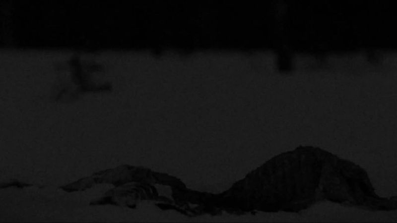 #algiz #sun #nature #animals 