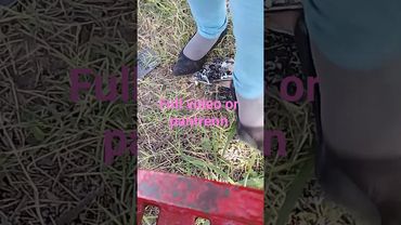 sharp heels vs phone