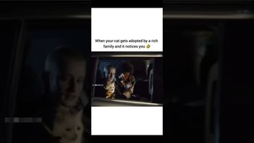 Cat: "nah, not anymore" 😹