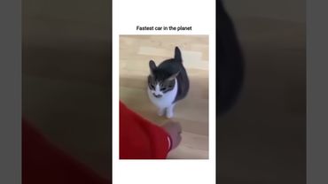 the airplane ears just made it better 🐱 #memes #funny #shorts