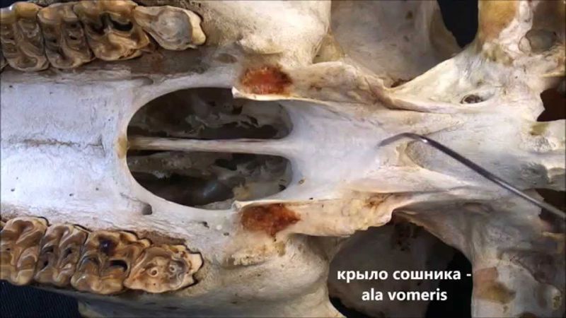 непарные кости лицевого отдела черепа: сошник, хоботковая кость, подъязычная кость