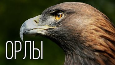Орел: Повелитель Неба | Интересные факты про орлов