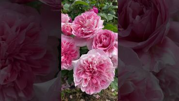 Роза Mascaret от Orard Франция! #franceroses #floribundaroses #orardroses #beautifulrose