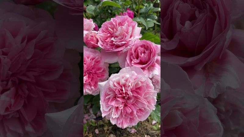 Роза Mascaret от Orard Франция! #franceroses #floribundaroses #orardroses #beautifulrose