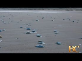 Swarm of jellyfish shuts nuclear power plant in France