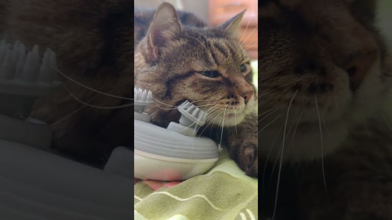 Уно моменто🙀😉🤔🤣 #cat #кот #юмор #котушка #приколы #веселыекоты