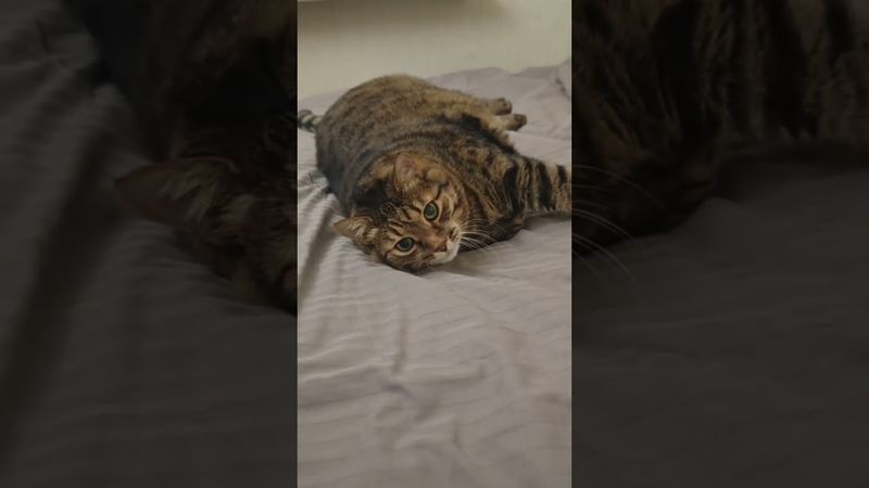 Учиться 🫢🙀🤔🤣 #cat #кот #юмор #котушка #приколы #цитаты