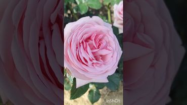 Роза чайно гибридная Афродита 21.06.2025Украина