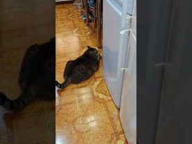 Закрой за мной дверь 🙀😉🤗🤣 #cat #кот #юмор #котушка #приколы #кино #цой