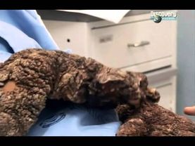 Человек-дерево. Выздоровление-Моя ужасная история