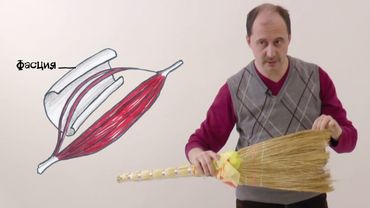 Мусорное биомоделирование. Мышцы.