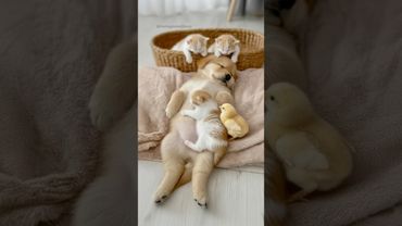 The Sweetest Kitten Sleeping in a Puppy’s Arms