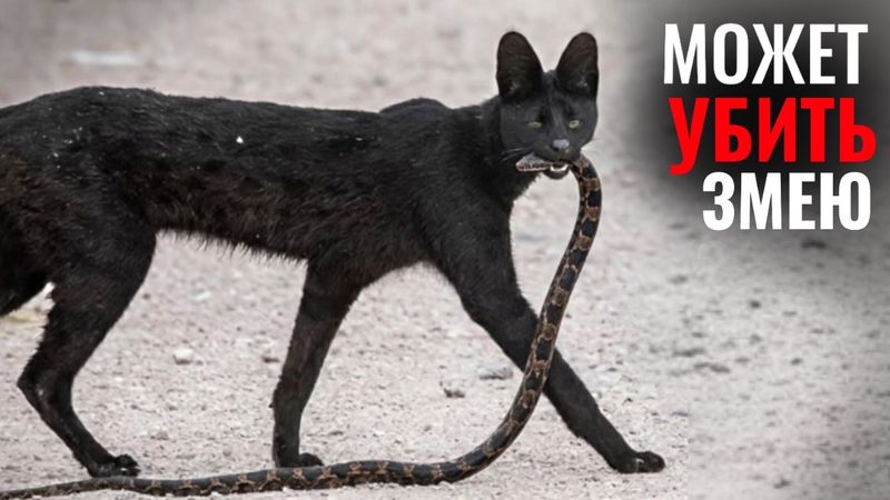 Биология Самого Универсального Убийцы на Планете