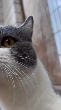 😎😎😎 #面白い #TikTokの猫たち #可愛い猫 #キティ #猫たち    