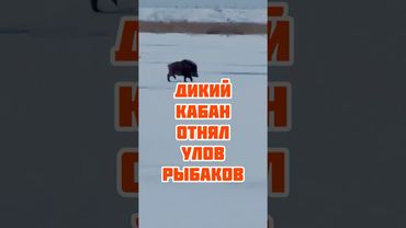 Дикий кабан отнял рыбу у рыбаков #рыбаки #случайнарыбалке