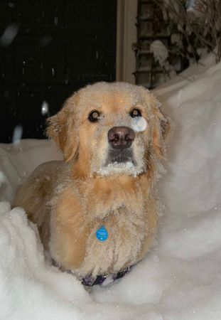 Toronto snowmageddon… and it’s still snowing!!!! #torontostorm #toron...