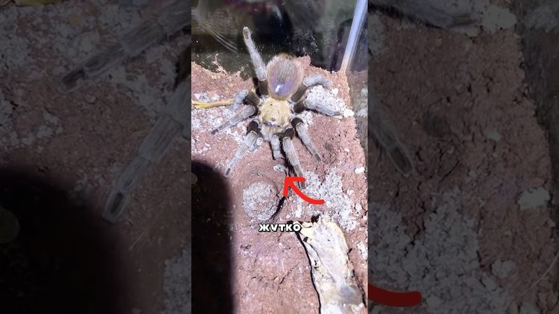 Тарантул заводит лягушку как питомца #амитеш #тарантул #пауки