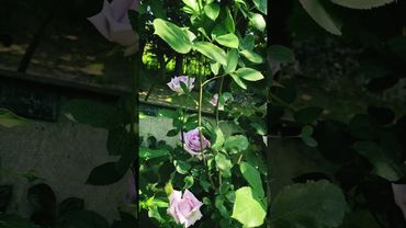 @Rose Indigoletta. Чарівна індіголетта.😍