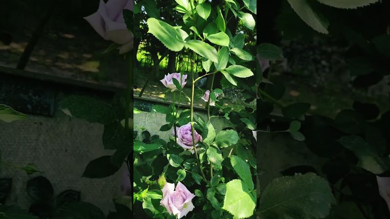 @Rose Indigoletta. Чарівна індіголетта.😍