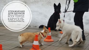 Догтренинг 730. Упражнения для щенков всех пород: карусель, толерантность.