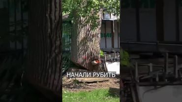 ГОРЕ-МАСТЕРА Свалили Дерево на ДОМ