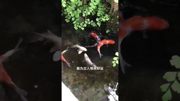 《家宅风水》养鱼是真能调节情绪，舒缓心情，避免焦虑。#鱼缸里的大自然 #养鱼日记 #锦鲤鱼池 #观赏鱼 #养鱼养心